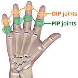 Anatomy of the Finger