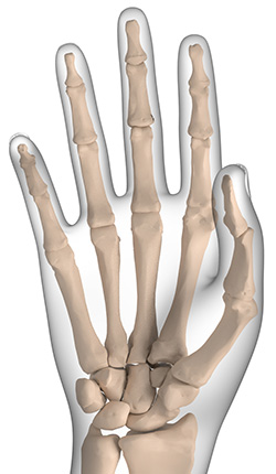 Anatomy of the Hand