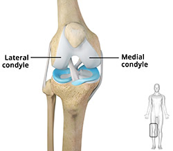 Anatomy of the Knee Joint