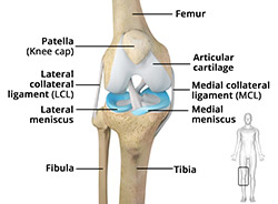 Anatomy of the Knee