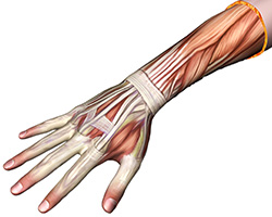 Anatomy of the Tendons of the Hand