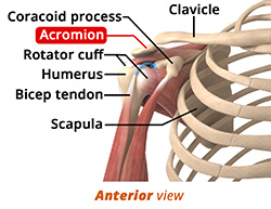 Anatomy of the Shoulder