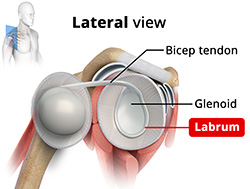 Shoulder Anatomy