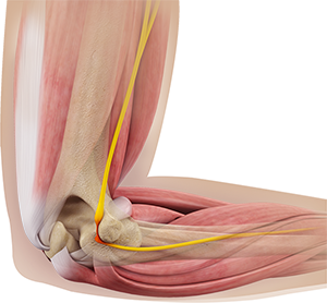 Anatomy of the Cubital Tunnel