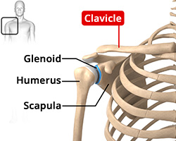 Anatomy of the Shoulder