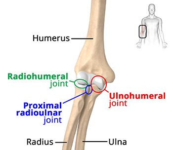 Elbow Anatomy