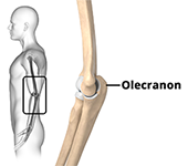 Anatomy of the Olecranon