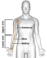 Elbow Anatomy