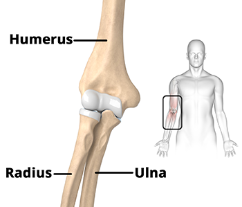 Elbow Anatomy