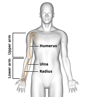 Anatomy of the Elbow