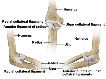 Elbow Anatomy