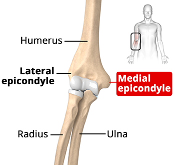 Elbow Anatomy