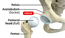 Labrum