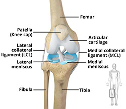 knee Anatomy