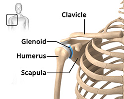 Anatomy of the Shoulder