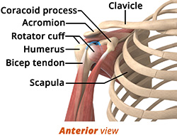 Shoulder Anatomy