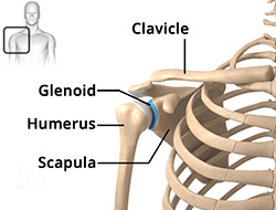 Shoulder Anatomy