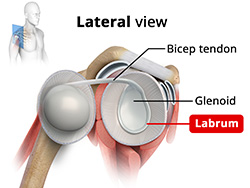 Shoulder Anatomy