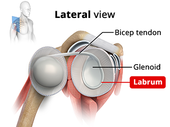 Anatomy of the Shoulder