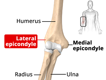 Elbow Anatomy