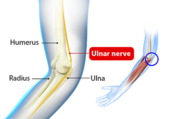 Anatomy of the Ulnar Nerve